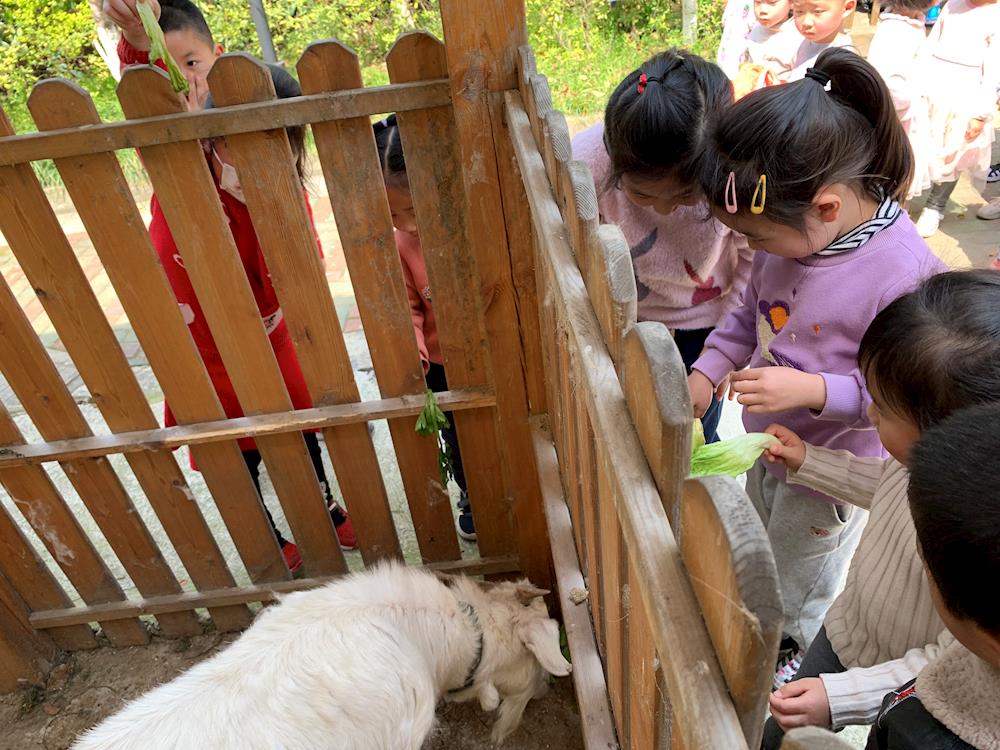 下载喂养小动物，与自然和谐共生体验之旅