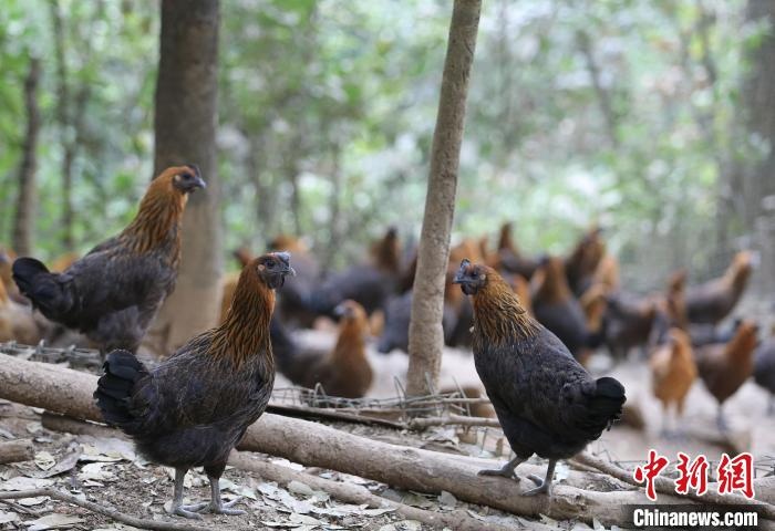 探索肉鸡下载背后的真相与应对策略